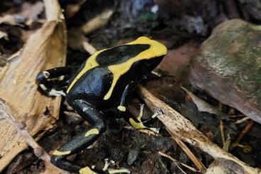 Poison dart frogs kaufen und verkaufen Photo: Dentrobates Tinctorius La Fumee und  Powder bleu / Graubeiner Fur Hamm