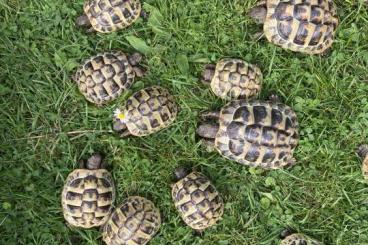 Tortoises kaufen und verkaufen Photo: Nachzuchten Griechische Landschildkröten zu verkaufen