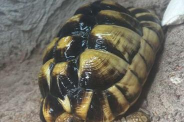 Tortoises kaufen und verkaufen Photo: 0.1 Testudo Kleinmanni Ägyptische Landschildkröte Tortoises kaufen und verkaufen Photo: 0.1 Testudo Kleinmanni Ägyptische Landschildkröte