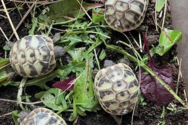 Tortoises kaufen und verkaufen Photo: Griechische Landschildkröte THB  NZ 2023