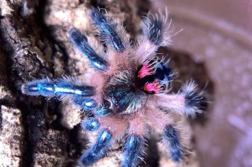- bird spiders kaufen und verkaufen Photo: Typhochlaena seladonia (erwachsenes Weibchen)