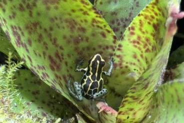 Poison dart frogs kaufen und verkaufen Photo: 1.0 Ranitomeya variabilis french guyana Poison dart frogs kaufen und verkaufen Photo: 1.0 Ranitomeya variabilis french guyana
