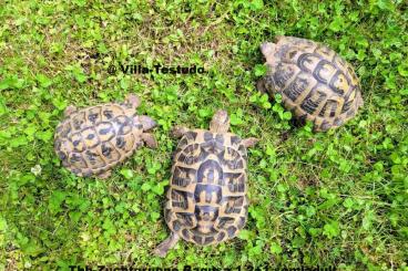 Landschildkröten kaufen und verkaufen Foto: THH-Zuchtgruppe Ragusa aus Sizilien