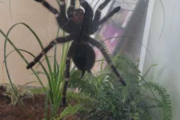 - bird spiders kaufen und verkaufen Photo: Lasiodora Parahybana Weibchen 