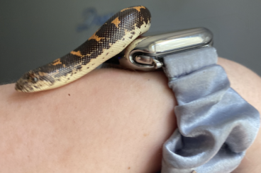 Schlangen kaufen und verkaufen Foto: Biete hier eine Kenia Sand Boa 