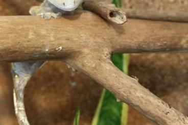 Geckos kaufen und verkaufen Photo: Kronengecko sucht neues Zuhause 