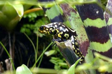 Poison dart frogs kaufen und verkaufen Photo: O. histrionica, Readhead small 0.1