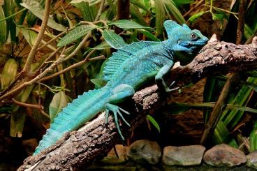 Agama kaufen und verkaufen Photo: Terrarienbörse Hannover im HCC Hannover 