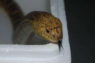 Schlangen kaufen und verkaufen Foto: Wanted Pituophis ruthveni / Louisiana pine snake