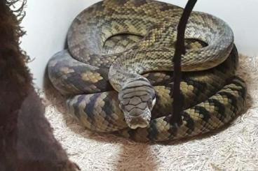 Schlangen kaufen und verkaufen Foto: Boa c. occidentalis and Simalia amethistina wamena