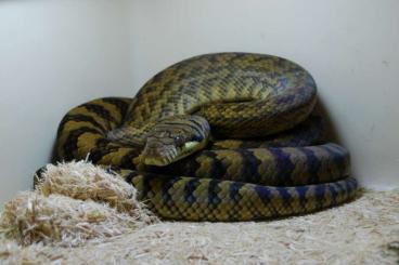 Snakes kaufen und verkaufen Photo: Simalia amethistina wamena