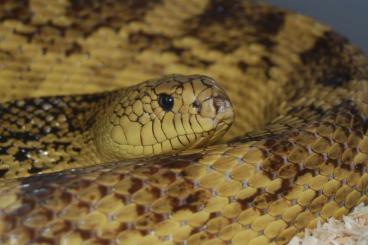 Snakes kaufen und verkaufen Photo: Pituophis ruthveni / Louisiana pine snake Snakes kaufen und verkaufen Photo: Pituophis ruthveni / Louisiana pine snake