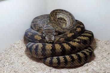 Pythons kaufen und verkaufen Photo: Simalia amethistina, scrub python Pythons kaufen und verkaufen Photo: Simalia amethistina, scrub python