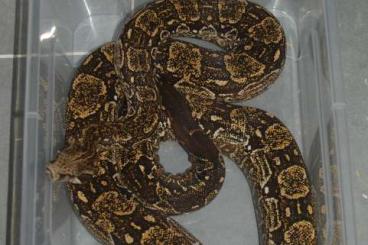 Boas kaufen und verkaufen Foto: Boa constrictor occidentalis Boas kaufen und verkaufen Foto: Boa constrictor occidentalis