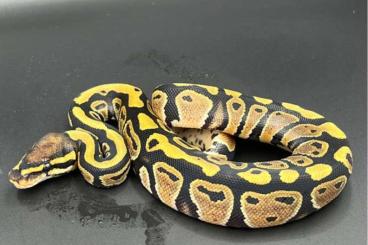 Ball Pythons kaufen und verkaufen Photo: 0.1 100% Het Clown & 1.0 GHI het Clown