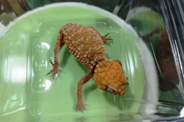 Geckos kaufen und verkaufen Photo: Nephrurus amyae baby and adult pair