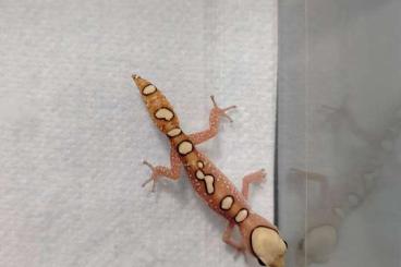 Geckos kaufen und verkaufen Photo: Hamm March Nephrurus - Diplodactylus