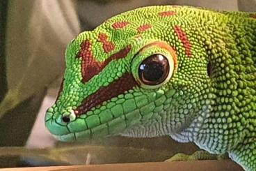 Geckos kaufen und verkaufen Photo: Phelsuma grandis/Schön gefärbter Großer Madagaskar Taggecko FP 20Euro