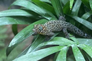 Geckos kaufen und verkaufen Photo: Sphaerodactylus macrolepis guarionex & rosaurae