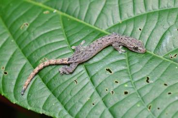 Geckos kaufen und verkaufen Photo: Lepidodactylus lugubris & Hemiphyllodactylus typus Geckos kaufen und verkaufen Photo: Lepidodactylus lugubris & Hemiphyllodactylus typus