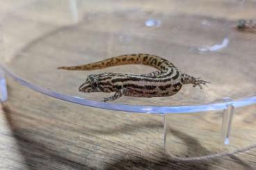 Geckos kaufen und verkaufen Foto: Sphaerodactylus sputator Zuchtpaar Geckos kaufen und verkaufen Foto: Sphaerodactylus sputator Zuchtpaar