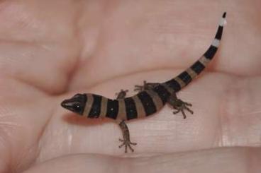 Geckos kaufen und verkaufen Foto: Sphaerodactylus phyzacinus, torrei & nigropunctatus ocujal Geckos kaufen und verkaufen Foto: Sphaerodactylus phyzacinus, torrei & nigropunctatus ocujal