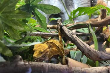 Lizards kaufen und verkaufen Photo: Kronengecko Weibchen mit Terrarium 