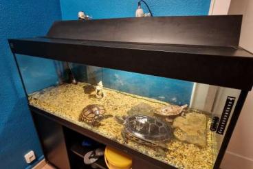 Turtles and Tortoises kaufen und verkaufen Photo: 3 Schildkröten, Terarium mit Schrank und mit allem Zubehör 