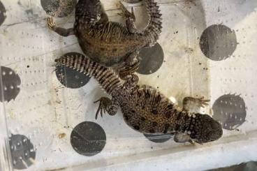 Giftschlangen kaufen und verkaufen Foto: Uromastyx flavifasciata cb20 and cb24