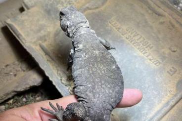 Echsen  kaufen und verkaufen Foto: Uromastyx flavifasciata.        Cb20