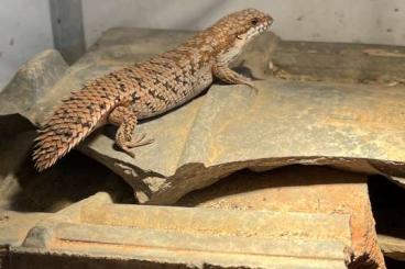 Lizards kaufen und verkaufen Photo: 1.1 egernia depressa cb24