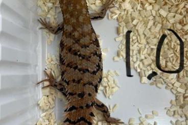 Echsen  kaufen und verkaufen Foto: 1.1 egernia depressa cb24.     