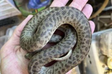 Pythons kaufen und verkaufen Foto: 0.1 Antaresia stimsoni orientalis Pythons kaufen und verkaufen Foto: 0.1 Antaresia stimsoni orientalis