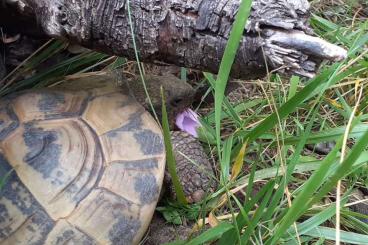 Tortoises kaufen und verkaufen Photo: Griechische Landschildkröten (THH) abzugeben