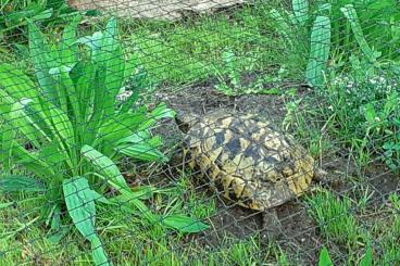 Landschildkröten kaufen und verkaufen Foto: Griechische Landschildkröten abzugeben