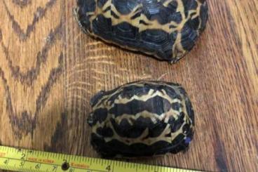 Schildkröten  kaufen und verkaufen Foto: Spider Tortoise  (Pyxis arachnoides arachnoides)
