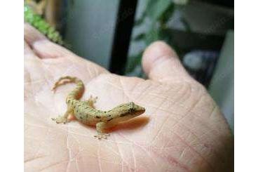 Geckos kaufen und verkaufen Foto: Jungferngecko, (Lepidodactylus lugubris)