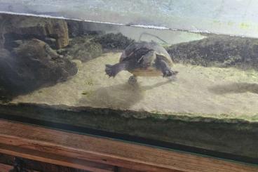 Sumpfschildkröten kaufen und verkaufen Foto: Moschusschildkröte zu verkaufen
