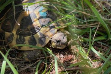 Landschildkröten kaufen und verkaufen Foto: Testudo Hermanni Hermanni