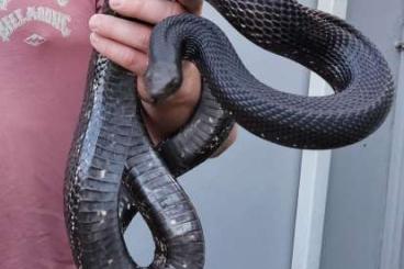 Schlangen kaufen und verkaufen Foto: pituophis melanoleucus black pine snake