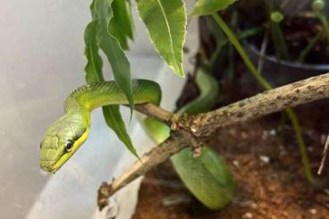 Schlangen kaufen und verkaufen Foto: Gonyosoma oxycephala- weibliches