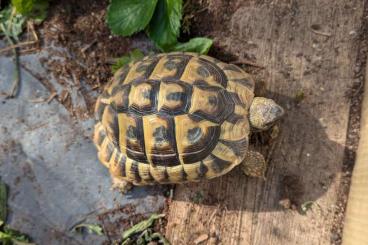 Tortoises kaufen und verkaufen Photo: 2 Griechischen Landschildkröten 