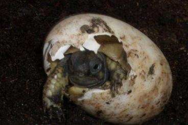 Landschildkröten kaufen und verkaufen Foto: Griechische Landschildkröten und Breitrandschildkröten