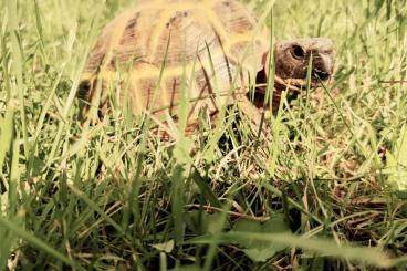 Landschildkröten kaufen und verkaufen Foto: WEIBCHEN Steppenschildkröte / Russische Landschildkröte 14 Jahre alt