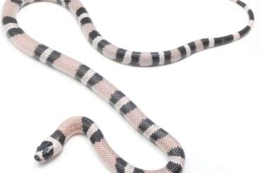 Snakes kaufen und verkaufen Photo: Suche Lampropeltis Triangulum Hondurensis Ghost Het Pearl