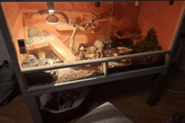 Geckos kaufen und verkaufen Photo: 3 Geckos suchen ein neues zu Hause