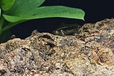 Poison dart frogs kaufen und verkaufen Photo: Dreistreifen Baumsteiger / Epipedobates Anthonyi