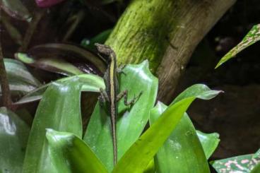 other lizards kaufen und verkaufen Photo: Anolis roquet summus-Morne Rouge