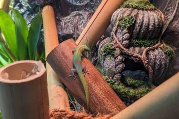 Geckos kaufen und verkaufen Foto: Phelsuma laticauda laticauda / Goldstaubtaggecko