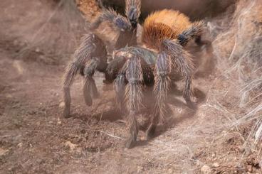 - bird spiders kaufen und verkaufen Photo: Chromatopelma cyaneopubescens 0.1 mit Terrarium